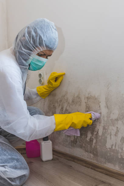 Best Mold Remediation for Healthcare Facilities  in Pearl River, NY