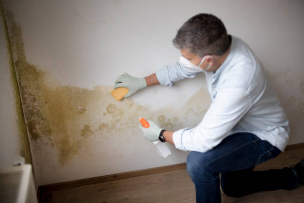 Best Environmental Consulting for Mold Prevention  in Pearl River, NY