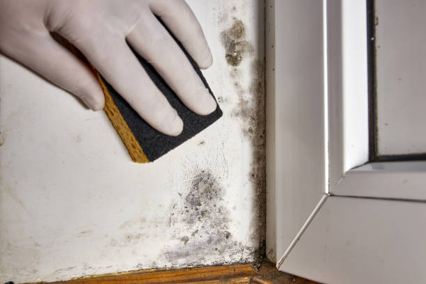Best Mold Odor Removal Services  in Pearl River, NY
